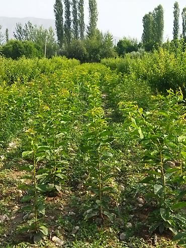 Фрукты и ягоды: Саженцы черешни - Питомник. Ряды молодых саженцев черешни открытого — 8