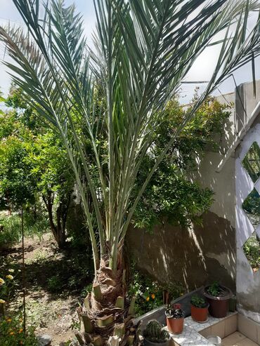 Ağaclar: Xurma agaci satılır 
 600manata