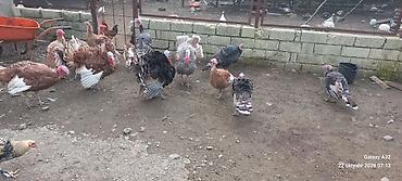 toyuq satisi: 6aylıq tam sağlam Red Buorbun hind quşları.Ağ qanad erkəylər 100azn — 4
