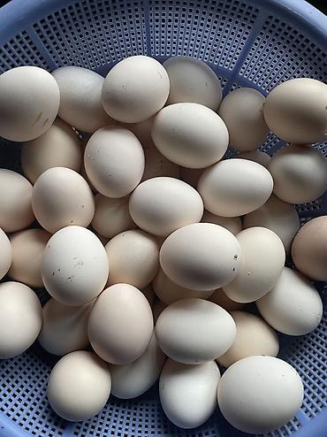 balıq məhsullarının satışı: Ev yumurtasi kime lazimdisa yaza biler! — 2