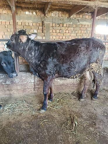 Коровы, быки: Продаю | Бык (самец) | На откорм | Привязанные — 13