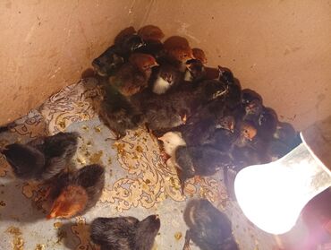 Inəklər, öküzlər: Toyuq cücələri, Damazlıq, Ünvandan götürmə