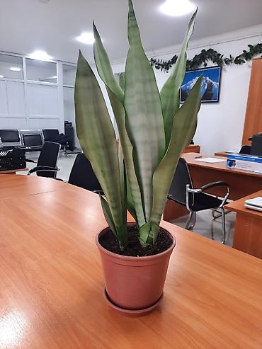 Драцены и Сансевиерии: Сансевиерия (сансевьера, «тещин язык») в горшках. - Варианты сортов — 7