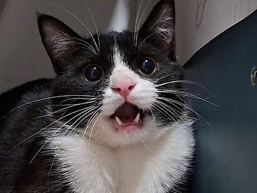 cat chow: Кошка даром: Беспородная, Мальчик, Приучена к лотку, Проглистована — 1