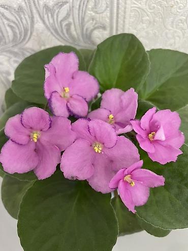 Фиалки и глоксинии: Продам! 1 Детки стандартных сортовых фиалочек. Цена за детку от 80 — 8