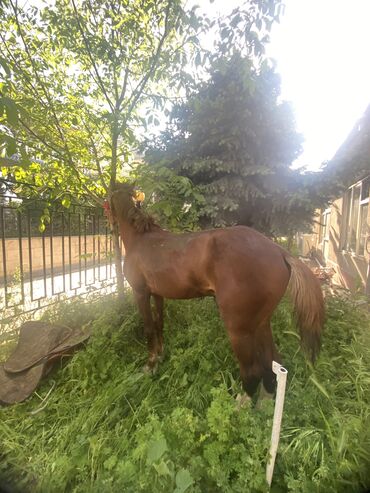лошадь кыргызстан: Продаю | Конь (самец) | Полукровка
