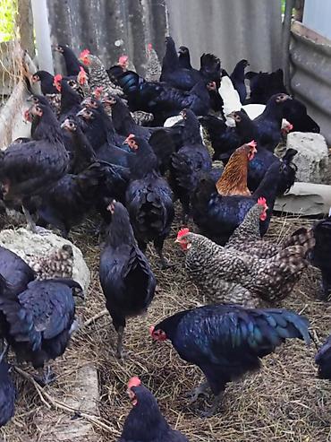 ev quşları haqqında melumat: Toyuq, Damazlıq — 1