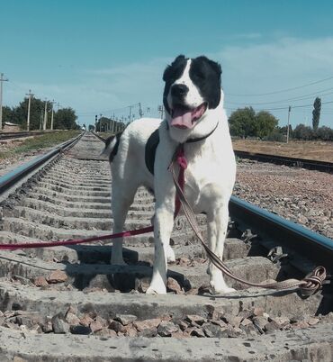 акустические системы ugreen колонка в виде собак: Алабай, 2 жаш, Ургаачы, Эмделген