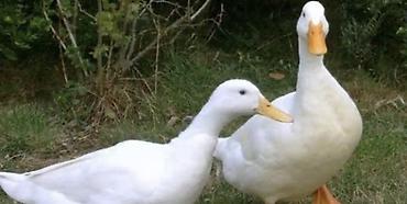 yumurta hinduşka: Ağ Pekin ördəkləri - Cins: Pekin (ağ lələklər, narıncı dimdik və — 1