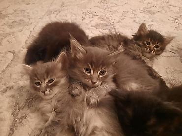 Продажа кошек: 🎁 Полностью домашние, к лотку и миске приучены (ну, почти — они — 12