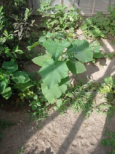 Ağaclar: Pavloniya (Adəm agaclar)satılır .her ölçüdə ağaclar var 5 manatdan 25 -da lalafo.az — 18 Ağaclar: Pavloniya (Adəm agaclar)satılır .her ölçüdə ağaclar var 5 manatdan 25 — 18