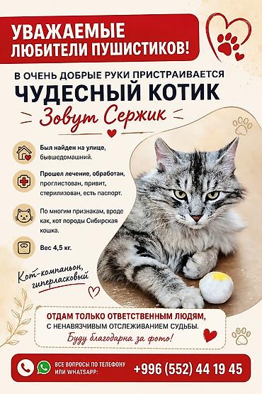 метис сибирской кошки: Кошка даром: Сибирская, 1 год, Мальчик, С прививками — 1