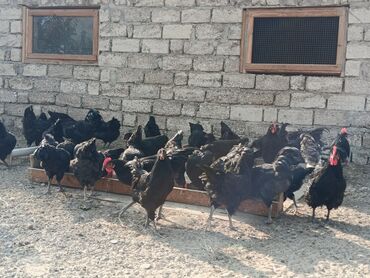 Toyuqlar: Toyuq, Australorp, Yumurtalıq — 11