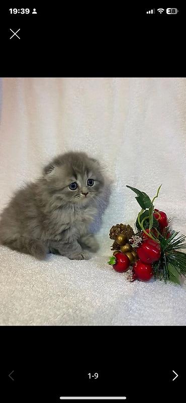 Pişiklər: Şotland — 9