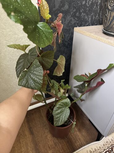 Другие комнатные растения: Гузмания абутилон оранжевый,каланхое розовый махровый,амазонская — 8