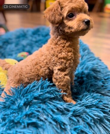 Psi: Nasa odgajivacnica se nalazi u Indjiji i bavimo se uzgojom pasa 15 — 12