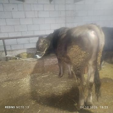 Продам с/х животных: Продаю | Бык (самец) | Полукровка | На откорм | Привязанные — 5