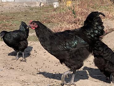 золотая шиншила кошка: Продаю | Куры | Для разведения — 4