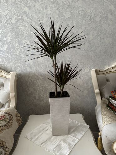 продаю комнатные растения: Продаются комнатные ухоженные Драцена с новым польским кашпо
