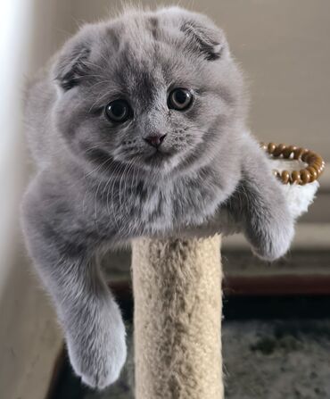 британская кошка серебристая шиншилла: Скотиш Фолд (Шотландская вислоухая), 2 месяца, Девочка, Лиловый, Приучена к лотку