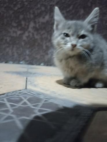 возьму щенка в добрые руки бесплатно: Котёнок серого окраса - Порода: домашняя короткошёрстная (отдаем в — 4