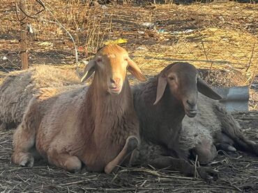 Бараны, овцы: Продаю | Овца (самка) | Для разведения | Племенные — 1