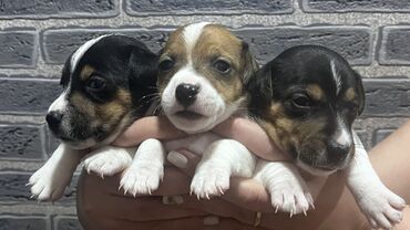 çubus it: Cek rassel teryer, 1 ay, Dişi, Peyvəndli, Ünvandan götürmə