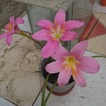 Otaq bitkiləri: Традесканция и др — 14