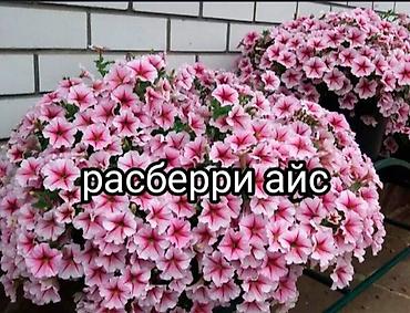 Другие садовые цветы и кустарники: В продаже вегетативная петуния ампельнаяи серии тайдал.ампельный — 1