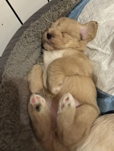 İtlər: Cins: POODLE Kiçik ölçülü, açıq krem rəngli, sıx qıvrım tüklü it — 3