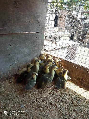 akvarium satilir: Lal ördək balaları satılır 15 günlük.Ünvan:Şüvəlan.İçərisində — 1