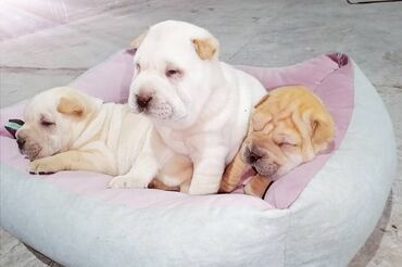 Psi: USREĆITE NEKOGA Prelepi kučići kineske rase ŠAR pei u ponudi 1 ženka i — 1