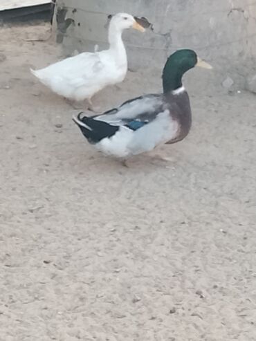 Ördəklər: Satılır: ördək sürüsü - Növlər və rənglər: ağ, qara, boz, qəhvəyi və — 3