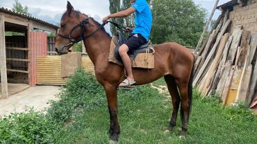 где можно купить телят симментальской породы: Кунаан болду 2 жаш