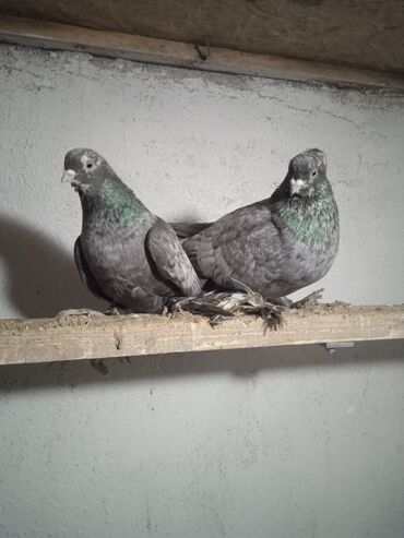 Птицы: Продаю голубей,все молодые прошлогодние.Птицу гоняю.Цены — 1