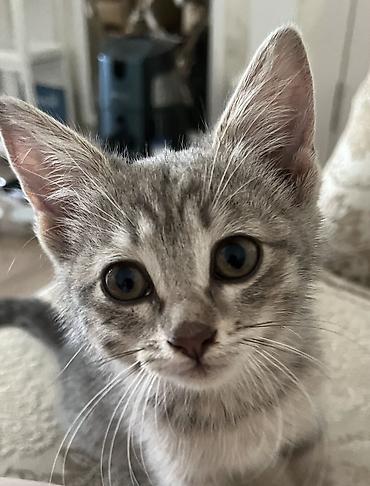 каракол животных: 3 месяца, Девочка, Серый, Приучена к лотку, Проглистована — 9