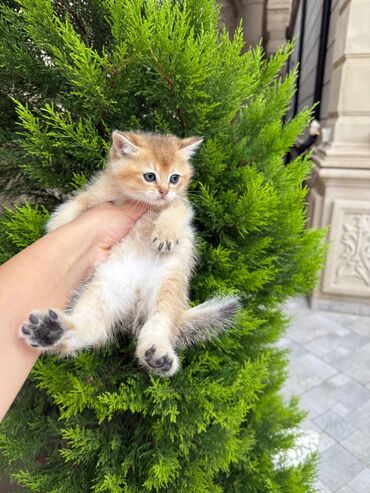 Pişiklər: Şotland yastı qulaq, Erkək, Dişi, Yaxşı əllərə, Ünvandan götürmə, Pulsuz çatdırılma, Ödənişli çatdırılma — 163