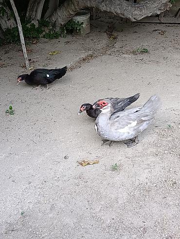 bildircin qusu: Orginal Lavanda Erkey Zümrüd. dişi satılır. Erkey 11 ay. Zümrüd 8 ay — 1