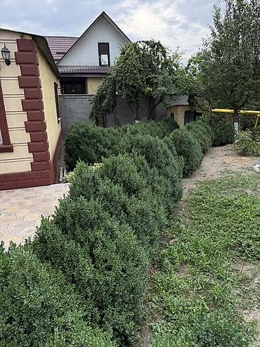 молочай миля: Самшит вечнозелёный (Buxus sempervirens) — взрослые кусты для живой — 7