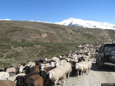 чабана: Ысык-Көл облусунун Чоң-Сары-Ой айылына, Кашарга малды караганга