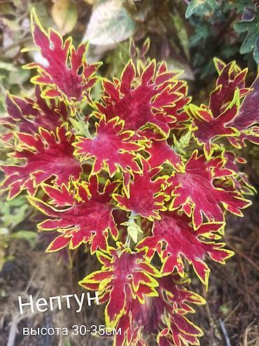 Алоказии: Открыта продажа сортовых КОЛЕУСОВ. цена за срез 100 сом.В коллекции — 3