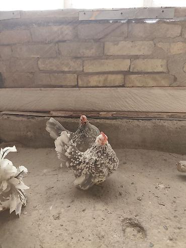 itlə qadin seksi: Arginal Qan Şabo. Nə Serama Deyil Nədə Adi Yaponka.Heç Bir Qarışıqı — 2