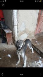 продажа домашних кур: Собака породы восточная борзая Стремительная и благородная восточная