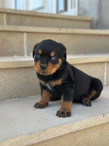 rottweiler satilir: Rotveyler, 2 ay, Dişi — 6