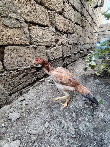 Digər quşlar: Sona qədər oxuyub sonra əlaqə saxlayın. 2 beçədi 2 fərə hərəsinin — 10