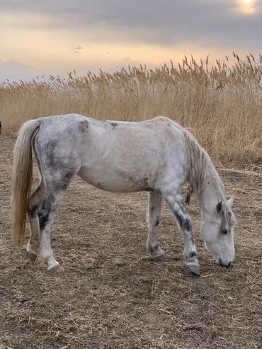 Лошади, кони: Продаю | Кобыла (самка) | Рабочий — 3