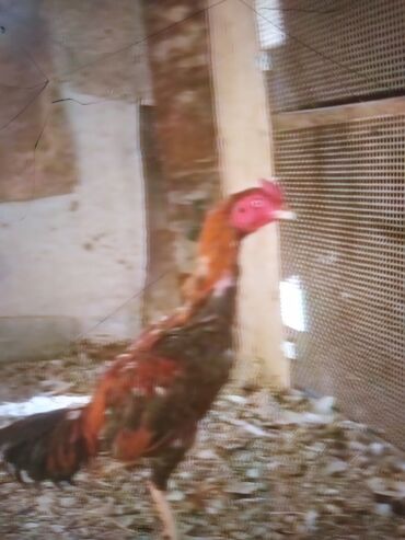 Xoruzlar: Məhsul: Uzunboyun döyüş tipi xoruz (fotoşəkillərdəki) Təsvir: - — 11