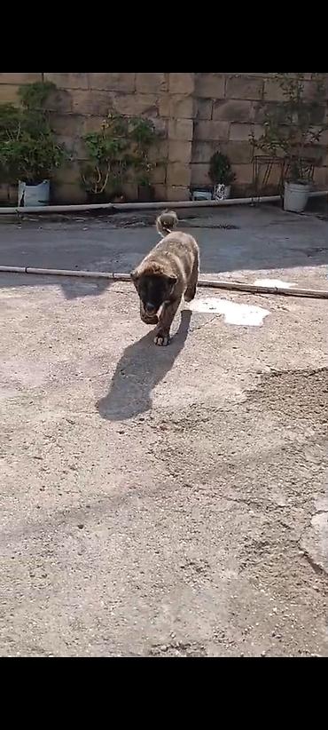it kanqal: Kanqal, 3 ay, Erkək, Peyvəndli — 2