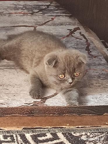 шатландские кошки: Скотиш Фолд (Шотландская вислоухая), 2 месяца, Девочка, Голубой, Приучена к лотку — 3