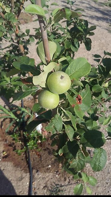 mida satis: 12 sot, Tikinti, Barter mümkündür — 7